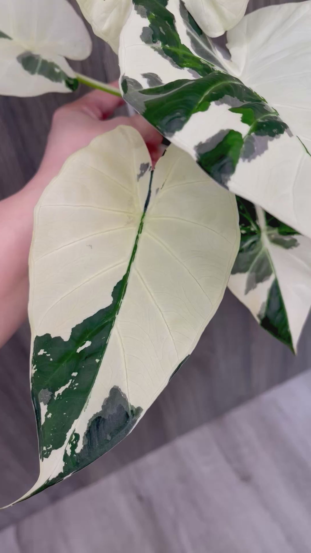 Alocasia Regal Shield Albo