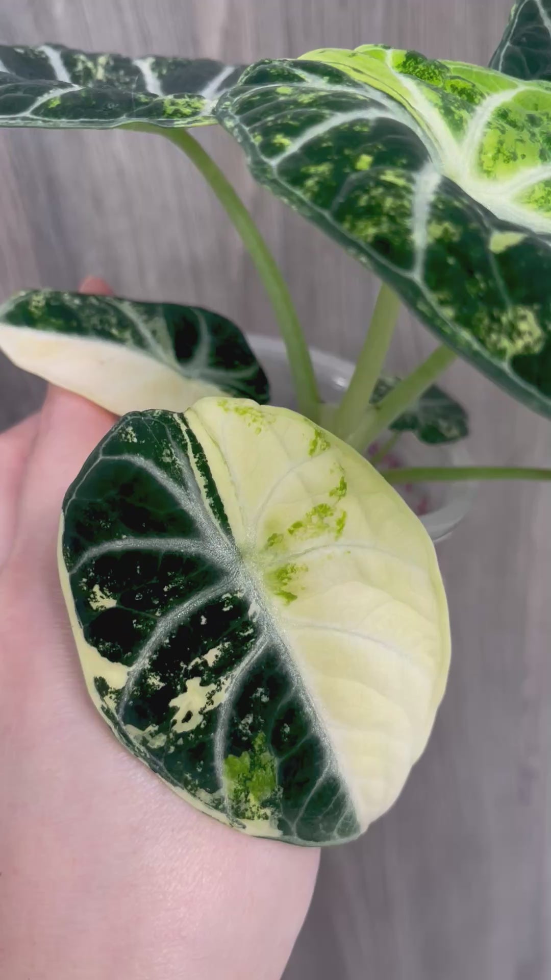 Alocasia Ninja Aurea