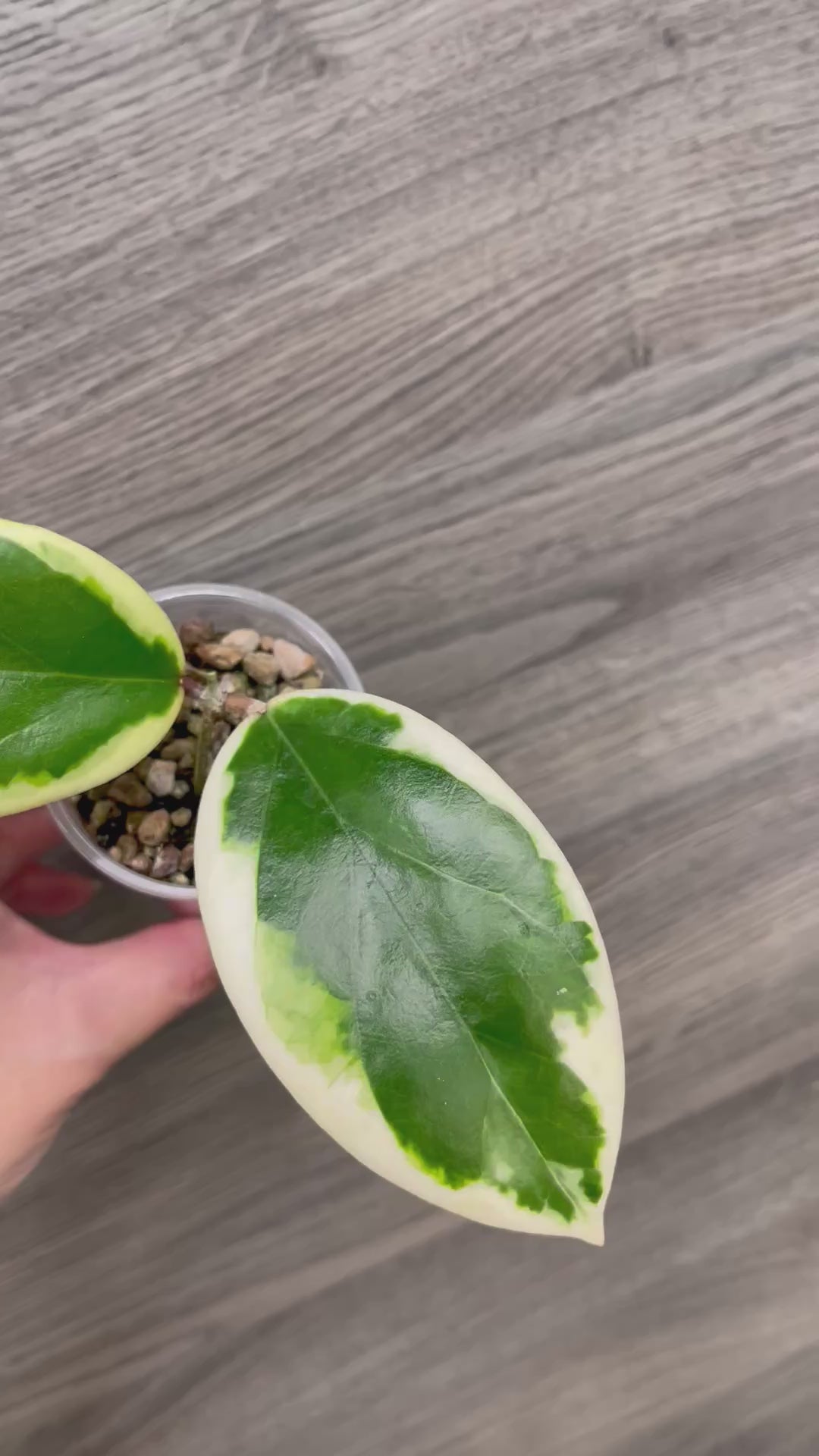 Hoya Ilagiorum Albo