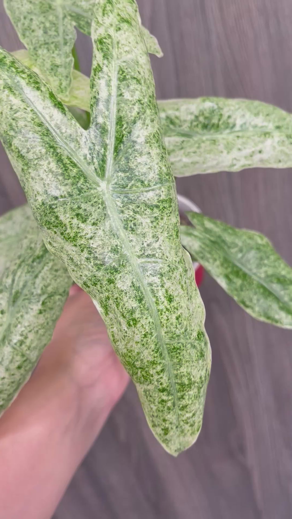 Alocasia Longiloba Mint Marble A