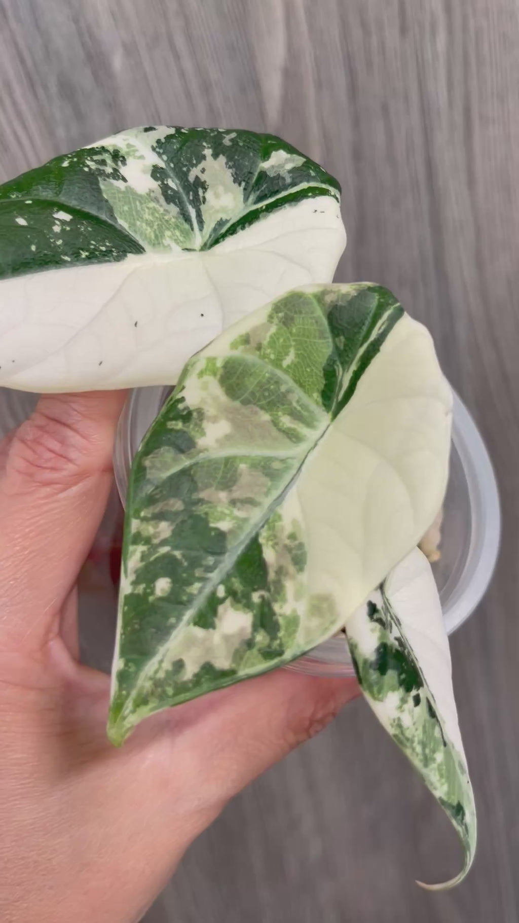Alocasia Maharani Variegated B