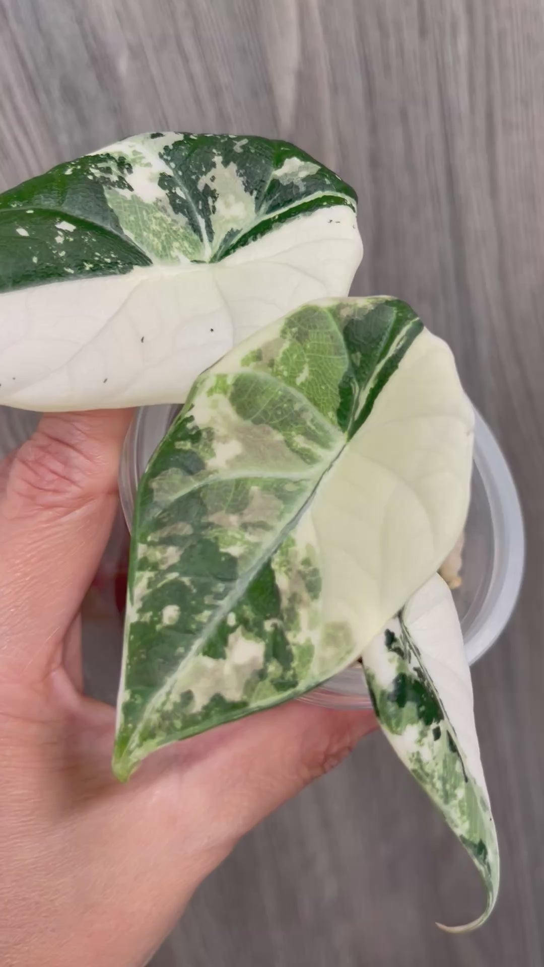 Alocasia Maharani Variegated B