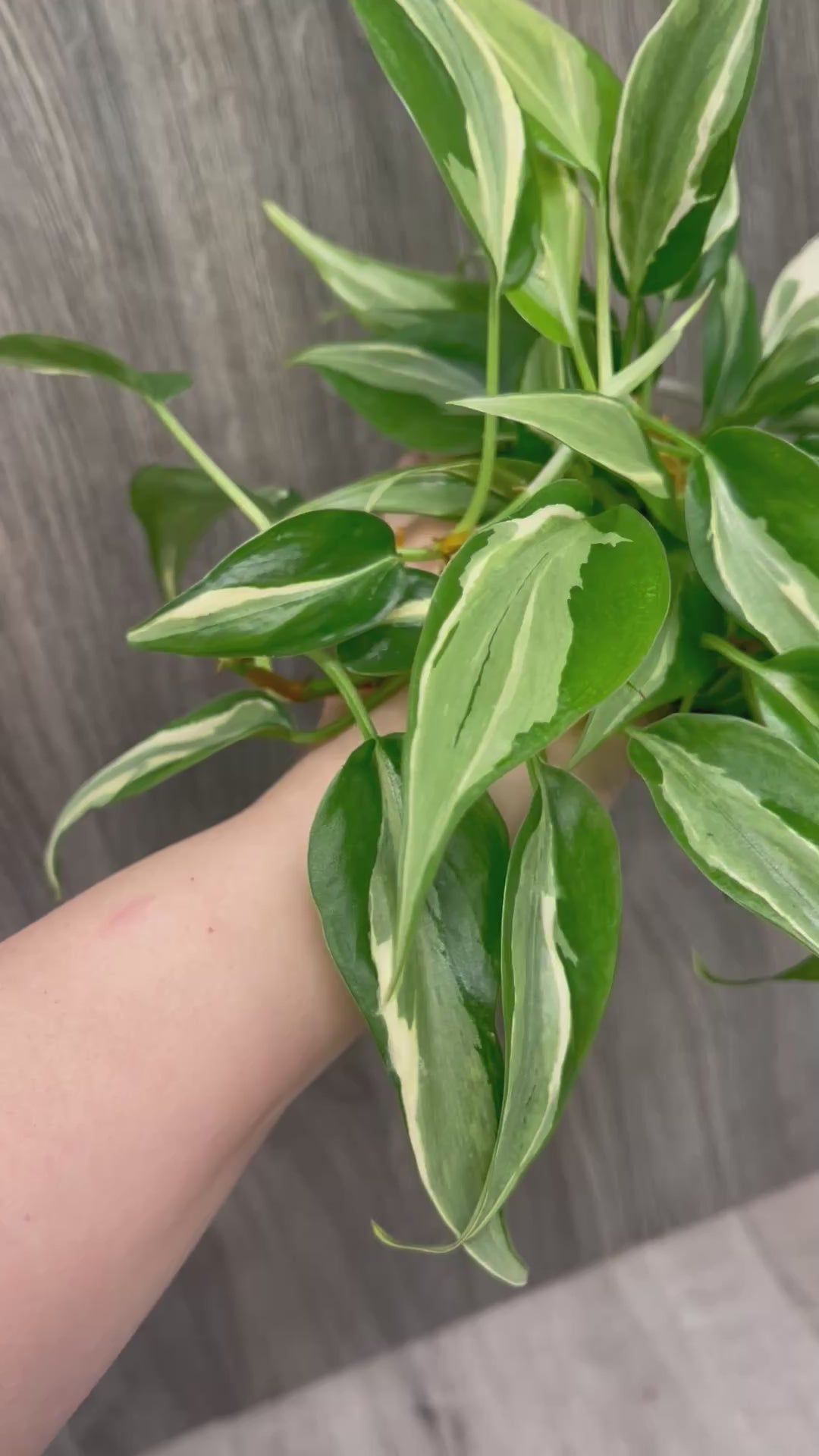Philodendron Rio