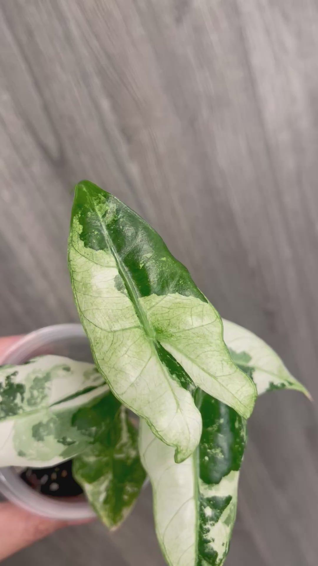 Alocasia Pink Dragon Albo