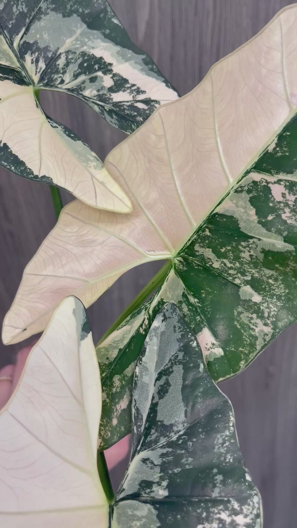 Alocasia Scabriuscula Pink Albo