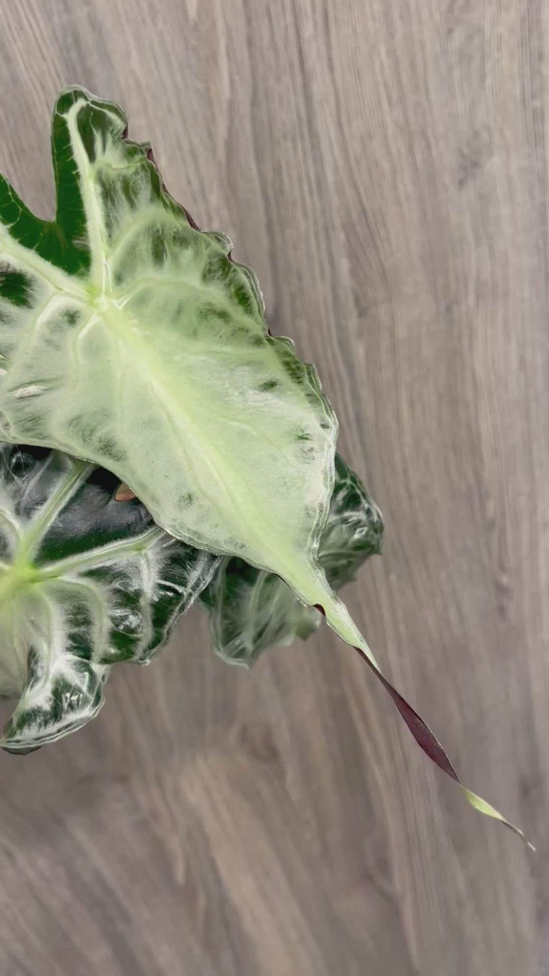 Alocasia Venom B