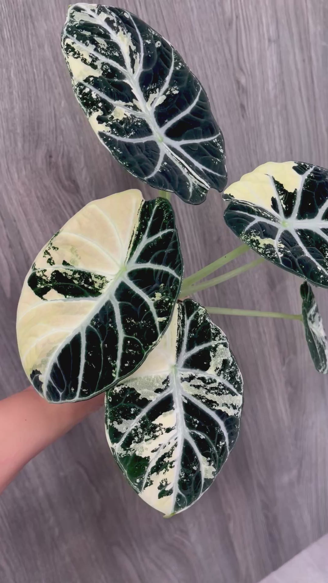 Alocasia Ninja Albo