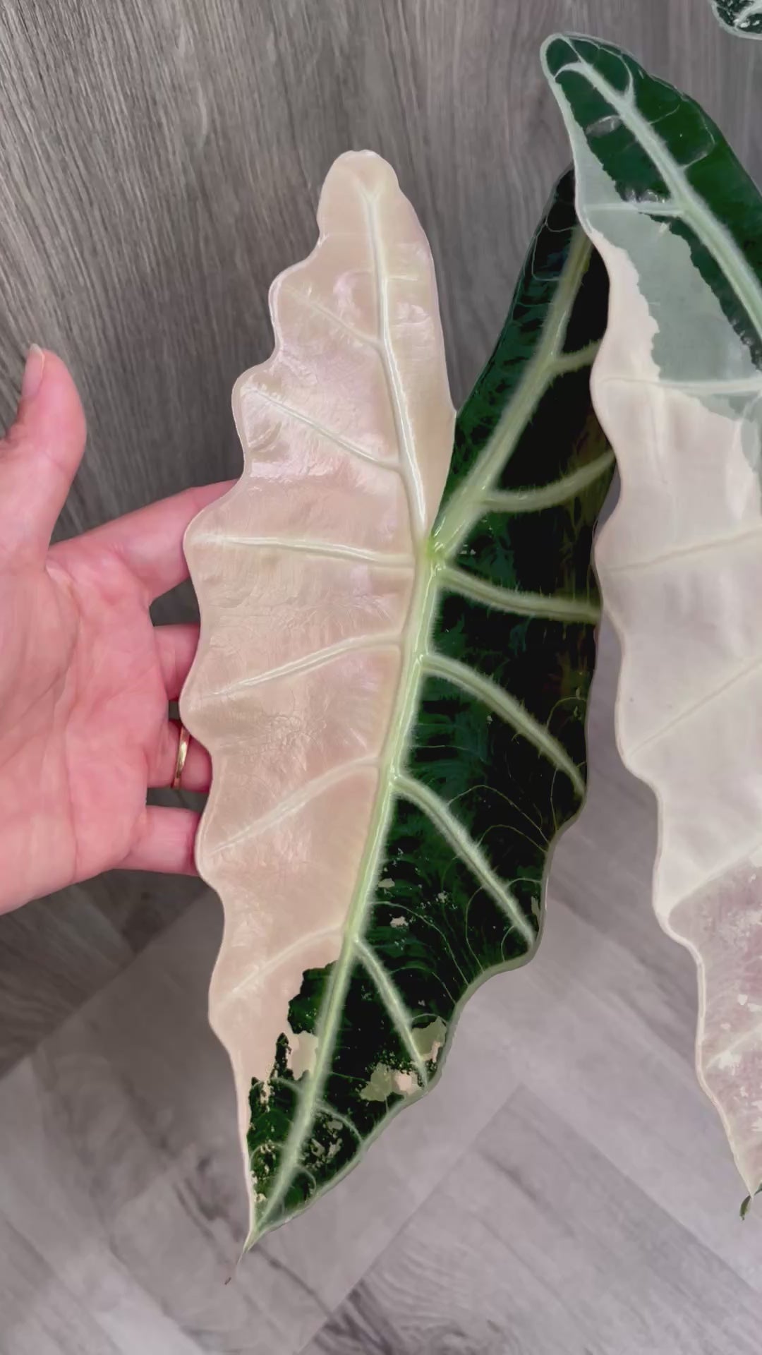 Alocasia Sanderiana Bull Pink D