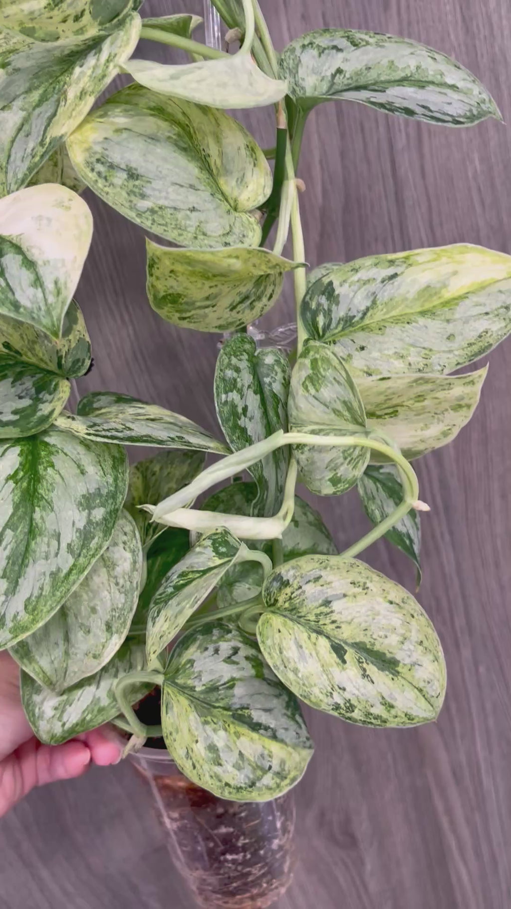 Scindapsus Peasun B