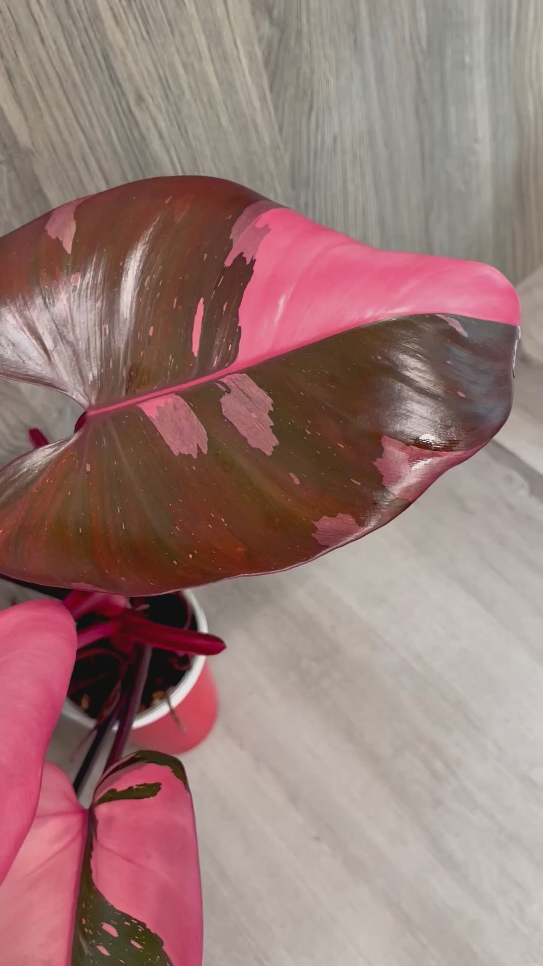 Philo Pink Princess Marble Indo