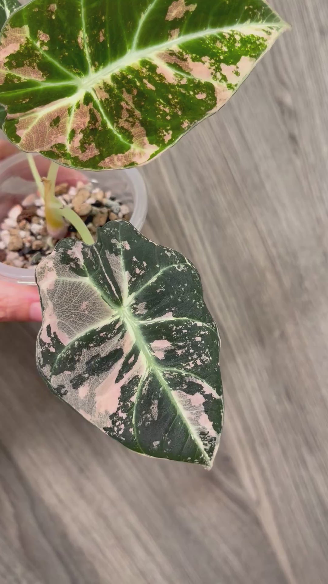 Alocasia Black Velvet Pink C