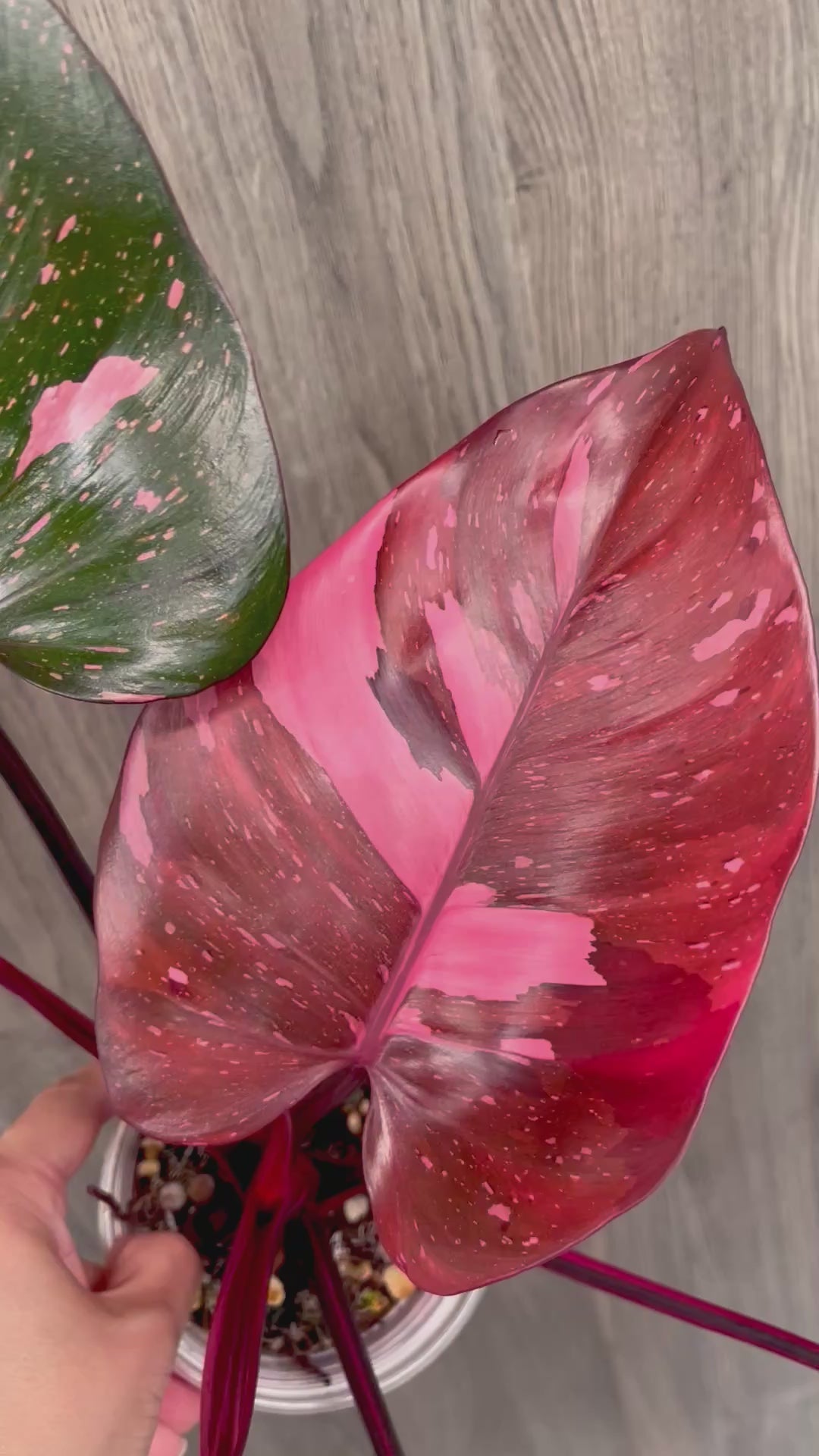 Philo Pink Princess Marble Indo B