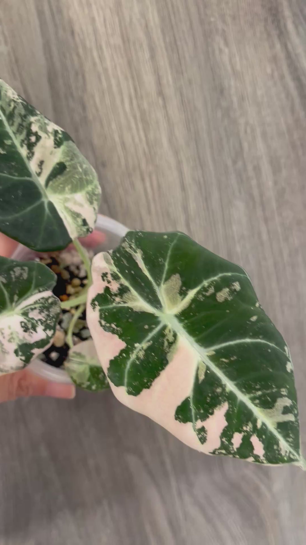 Alocasia Black Velvet Pink A