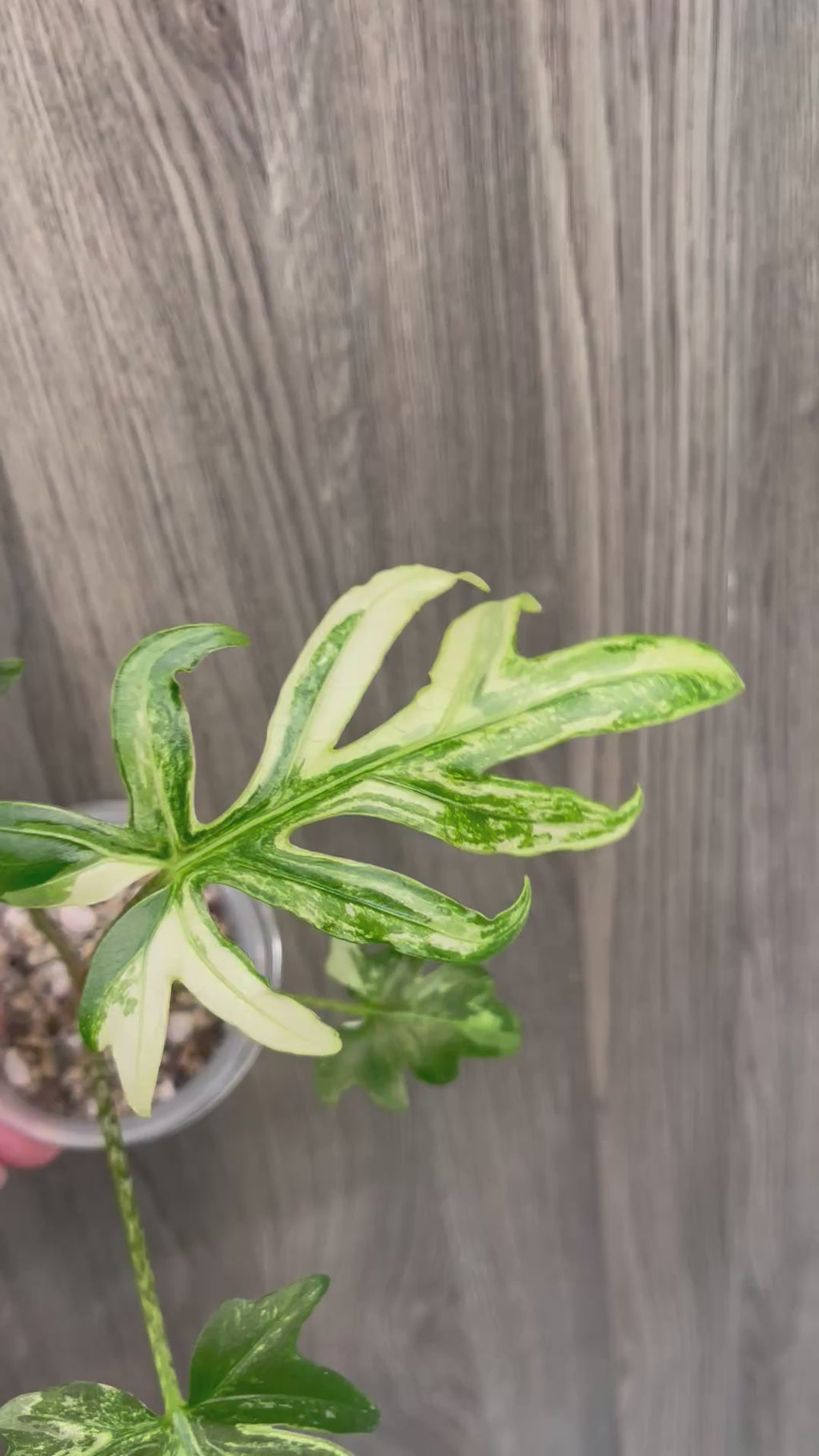 Alocasia Brancifolia Albo