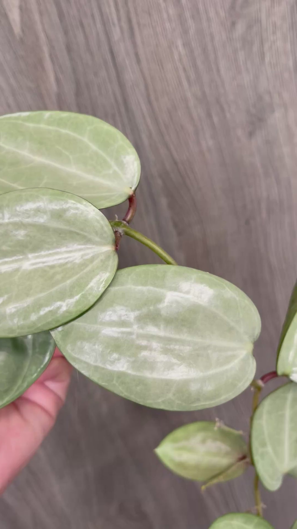 Hoya Latifolia Silver
