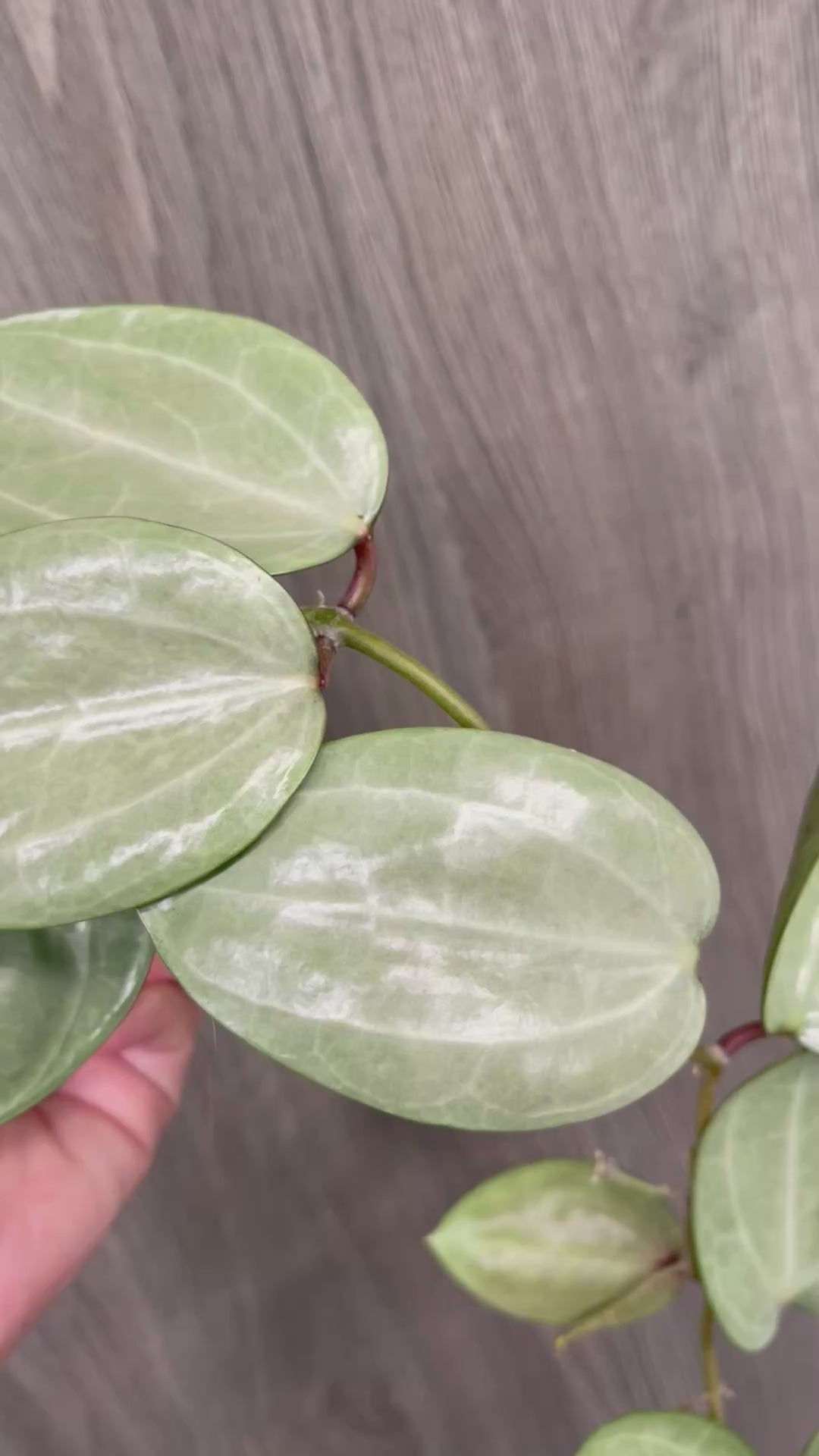 Hoya Latifolia Silver