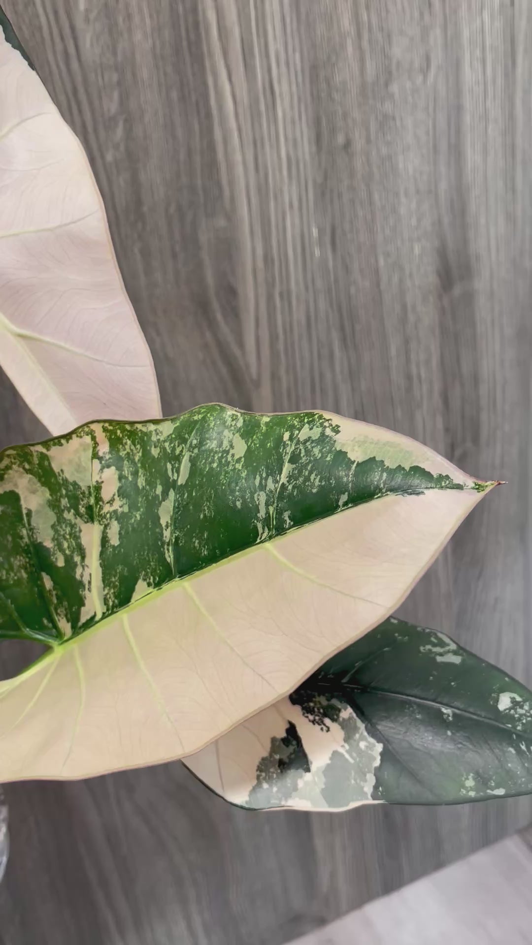 Alocasia Scabriuscula Pink Albo