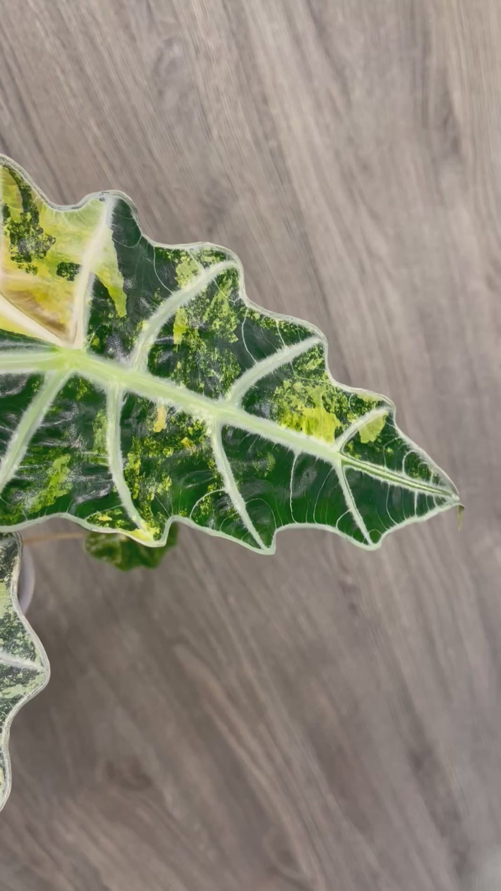 Alocasia Polly Yellow