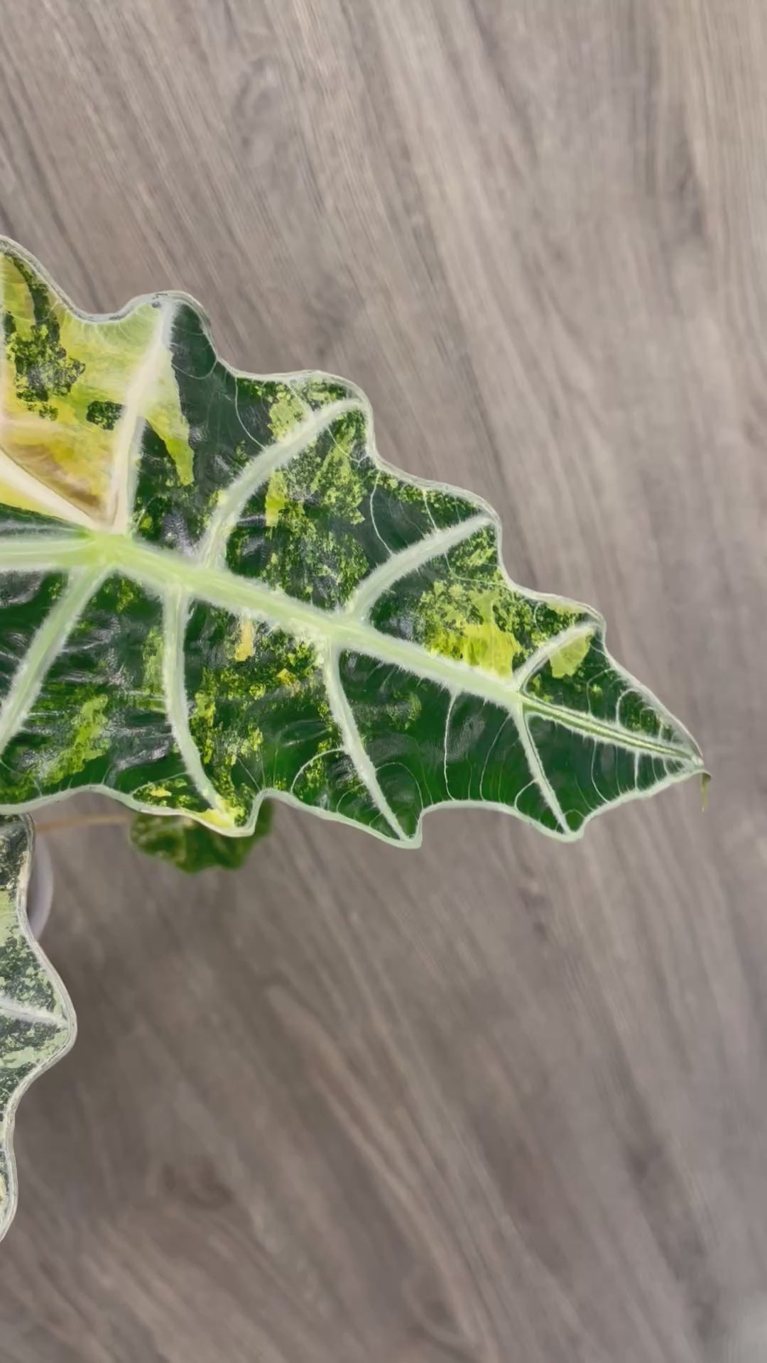 Alocasia Polly Yellow