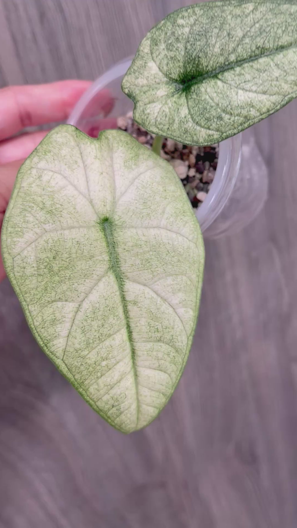 Alocasia Melo Mint D
