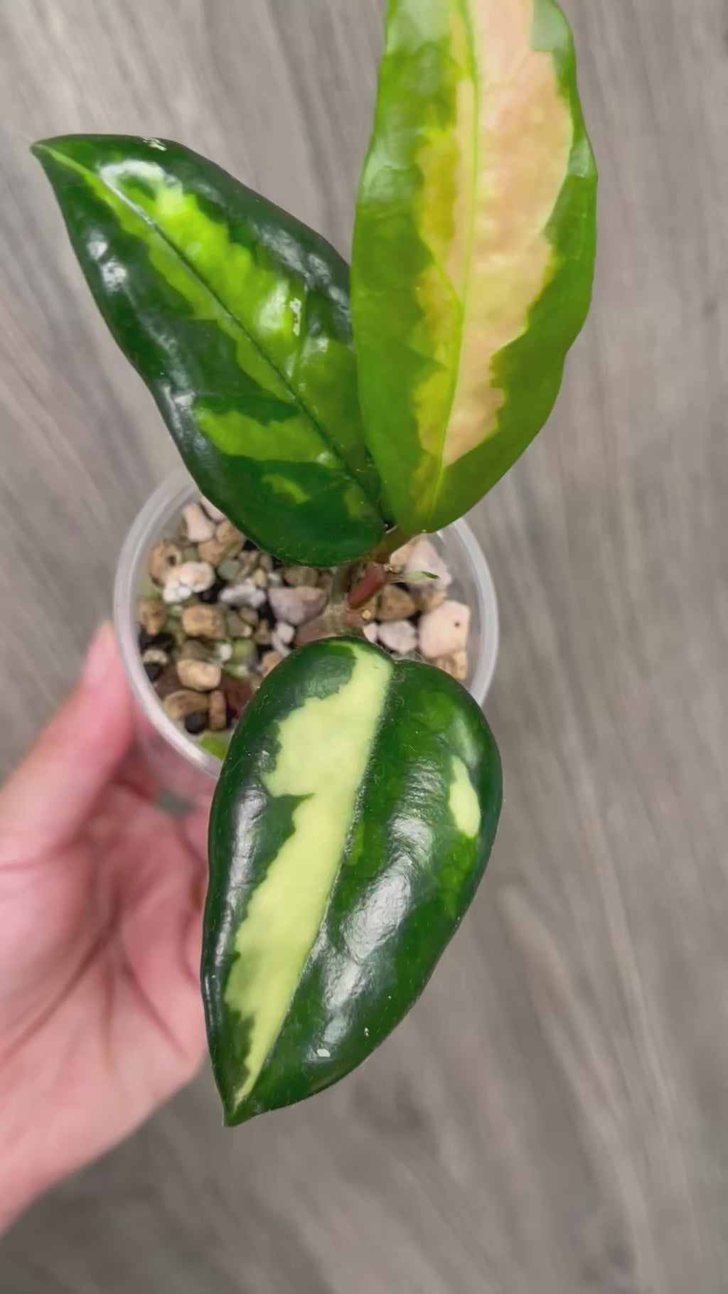 Hoya Momo