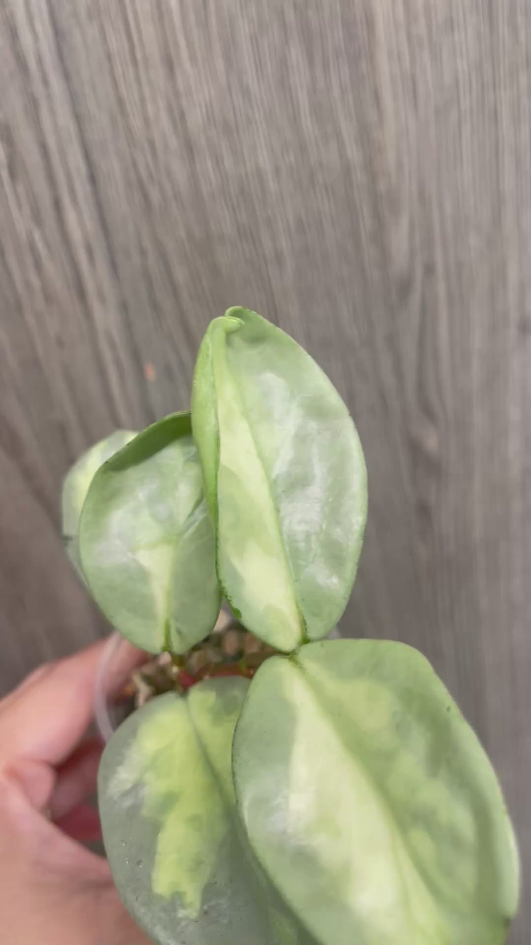 Hoya Argentea Princess A