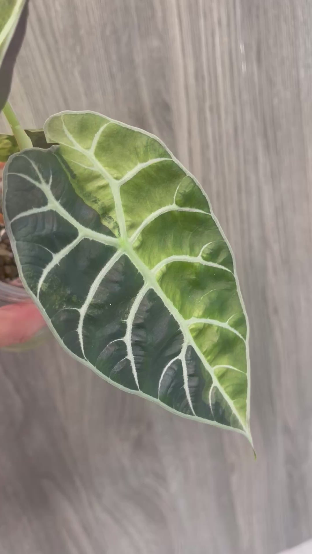 Alocasia Watsoniana Doff Green on Green