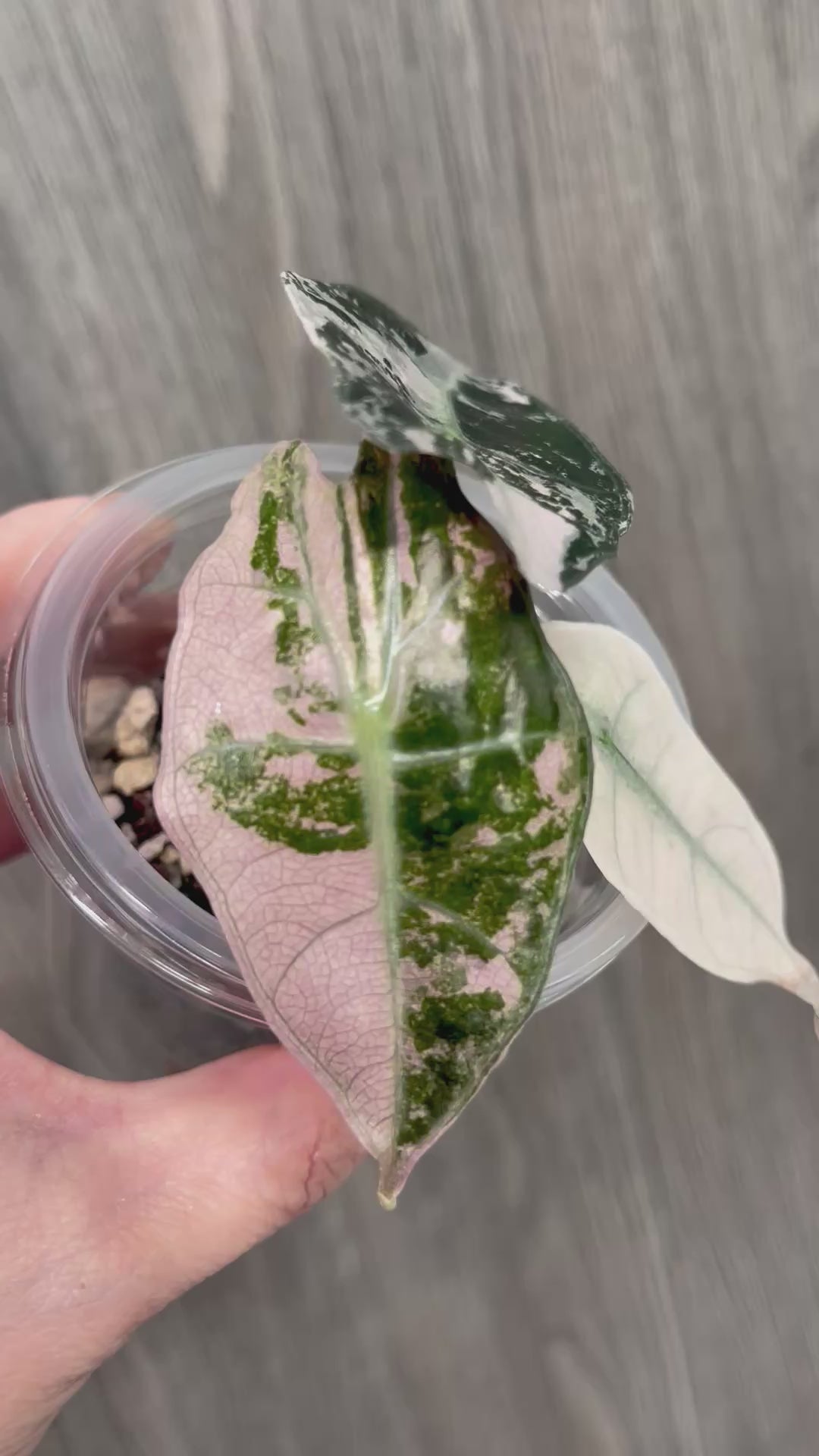 Alocasia Polly Pink Albo Mint B