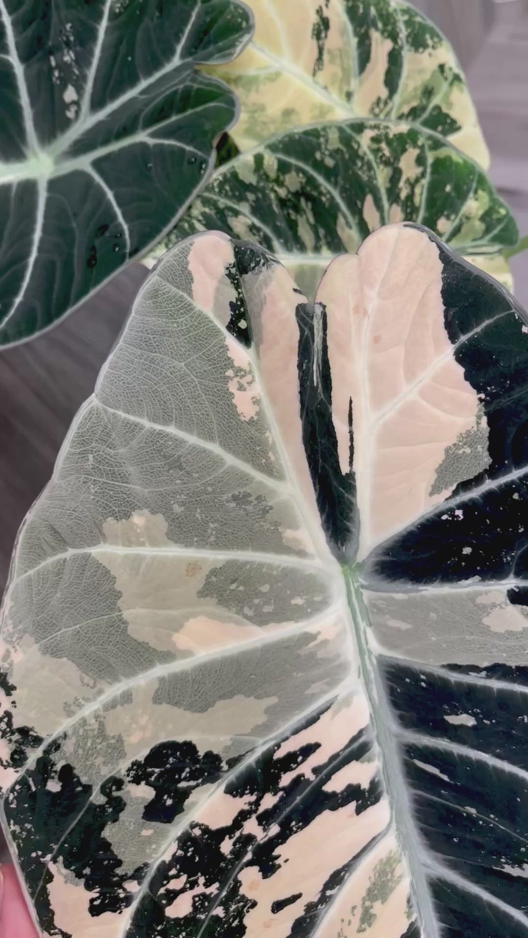 Alocasia Black Velvet Albo A