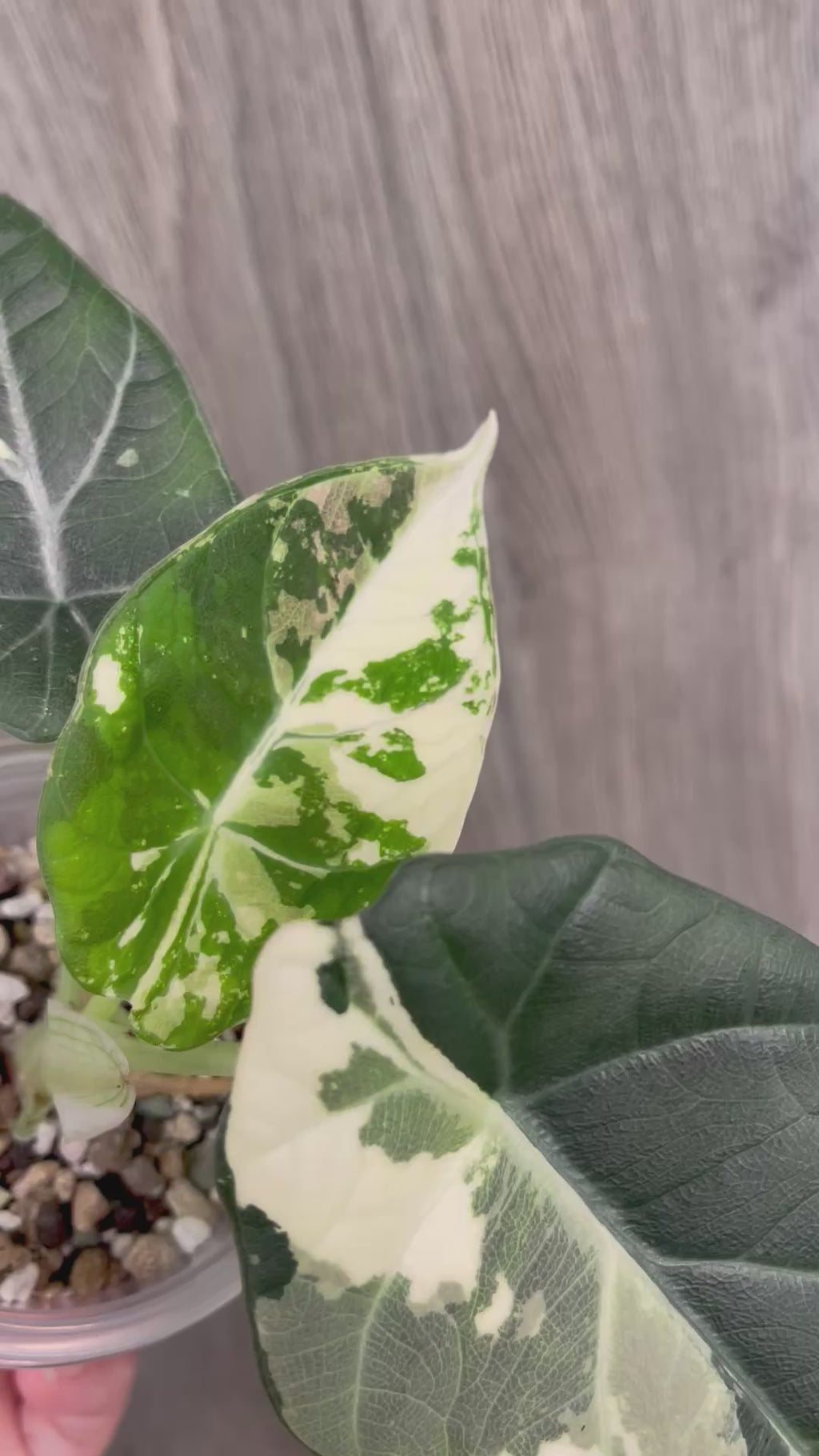 Alocasia Maharani Variegated A