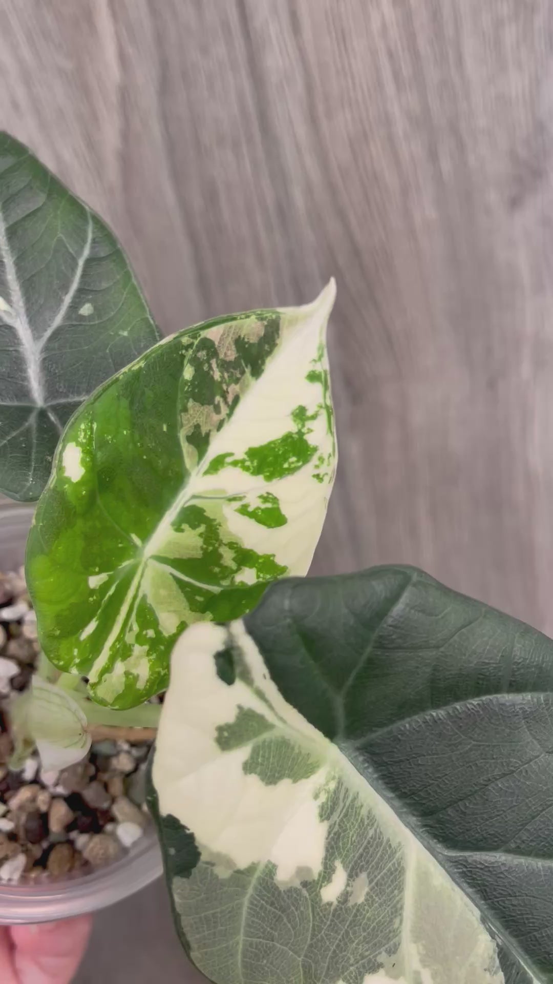 Alocasia Maharani Variegated A
