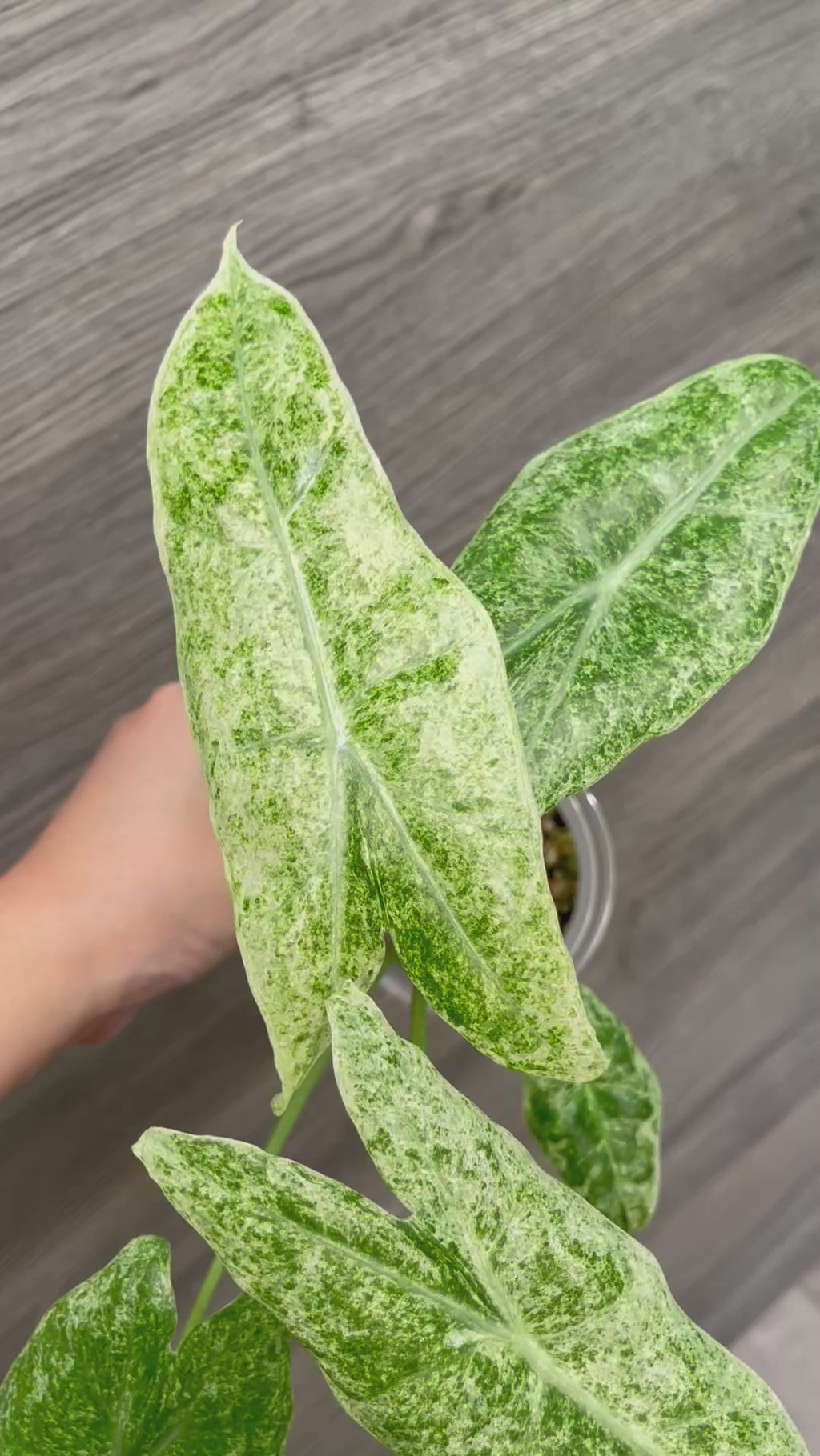 Alocasia Longiloba Mint Marble A