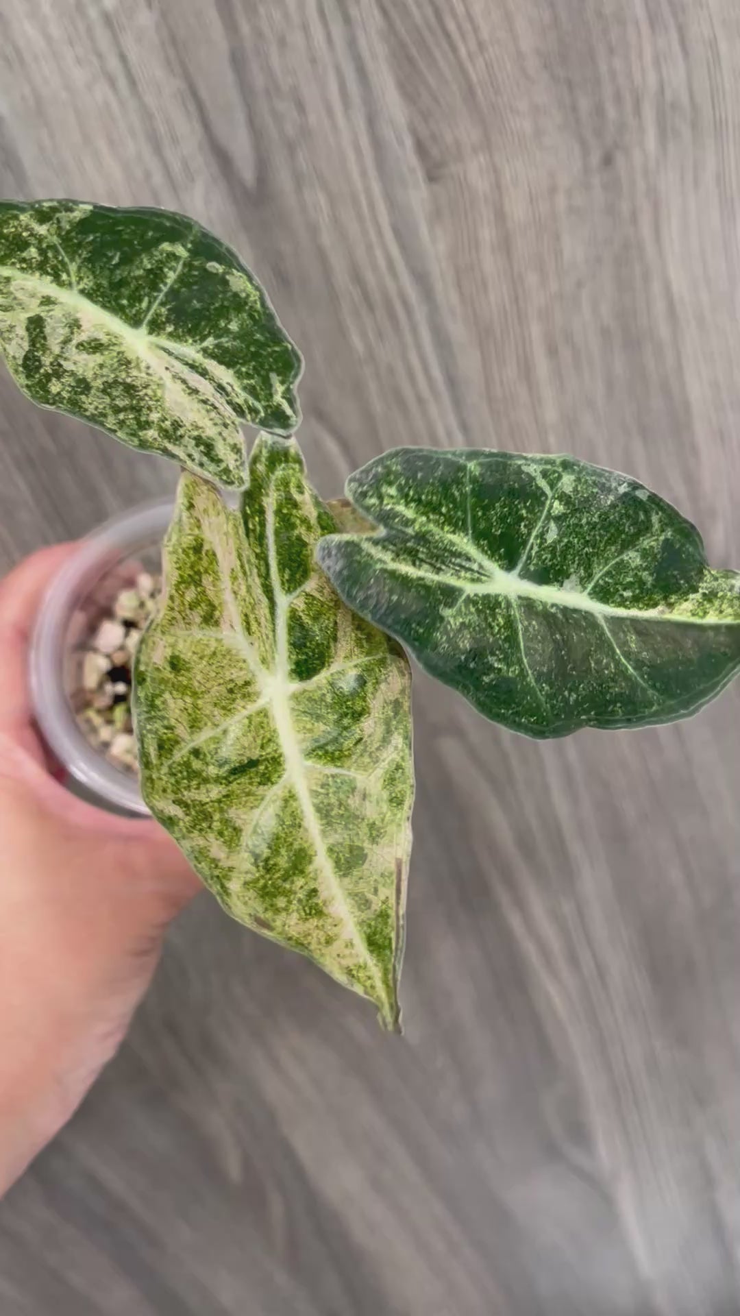 Alocasia Black Satun Pink Stardust B