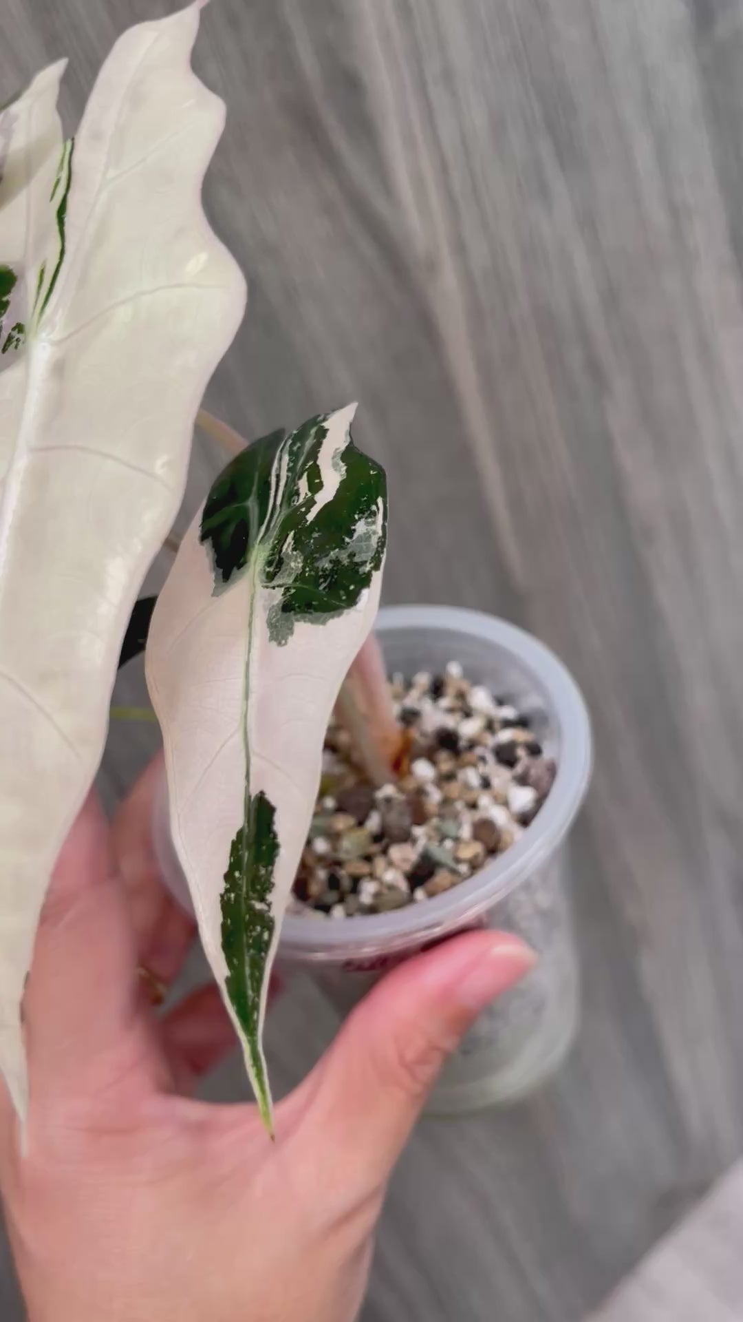 Alocasia Sanderiana Bull Pink A