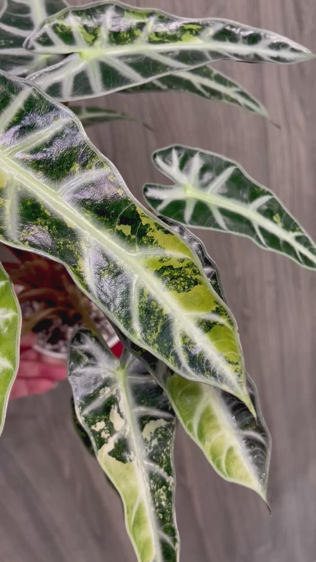 Alocasia Bambino Yellow Indo