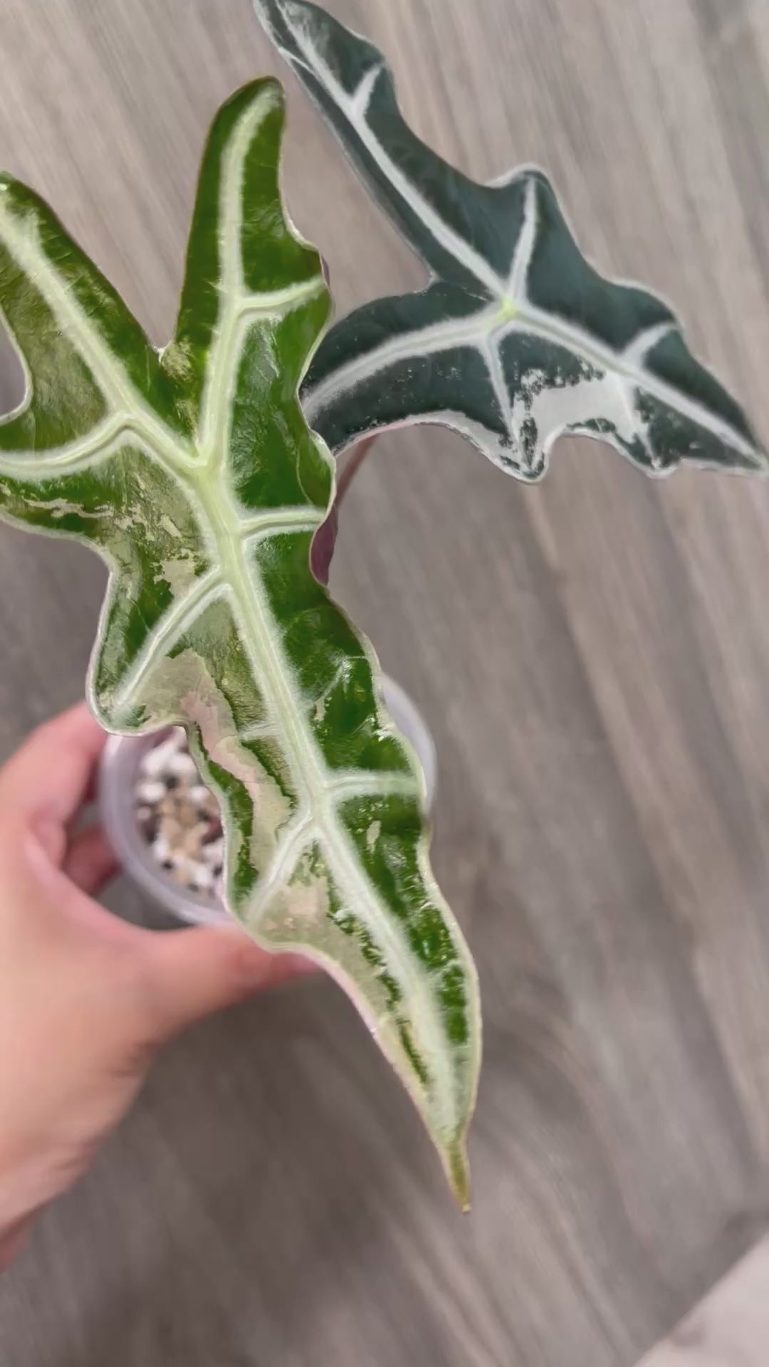 Alocasia Nobilis Pink B