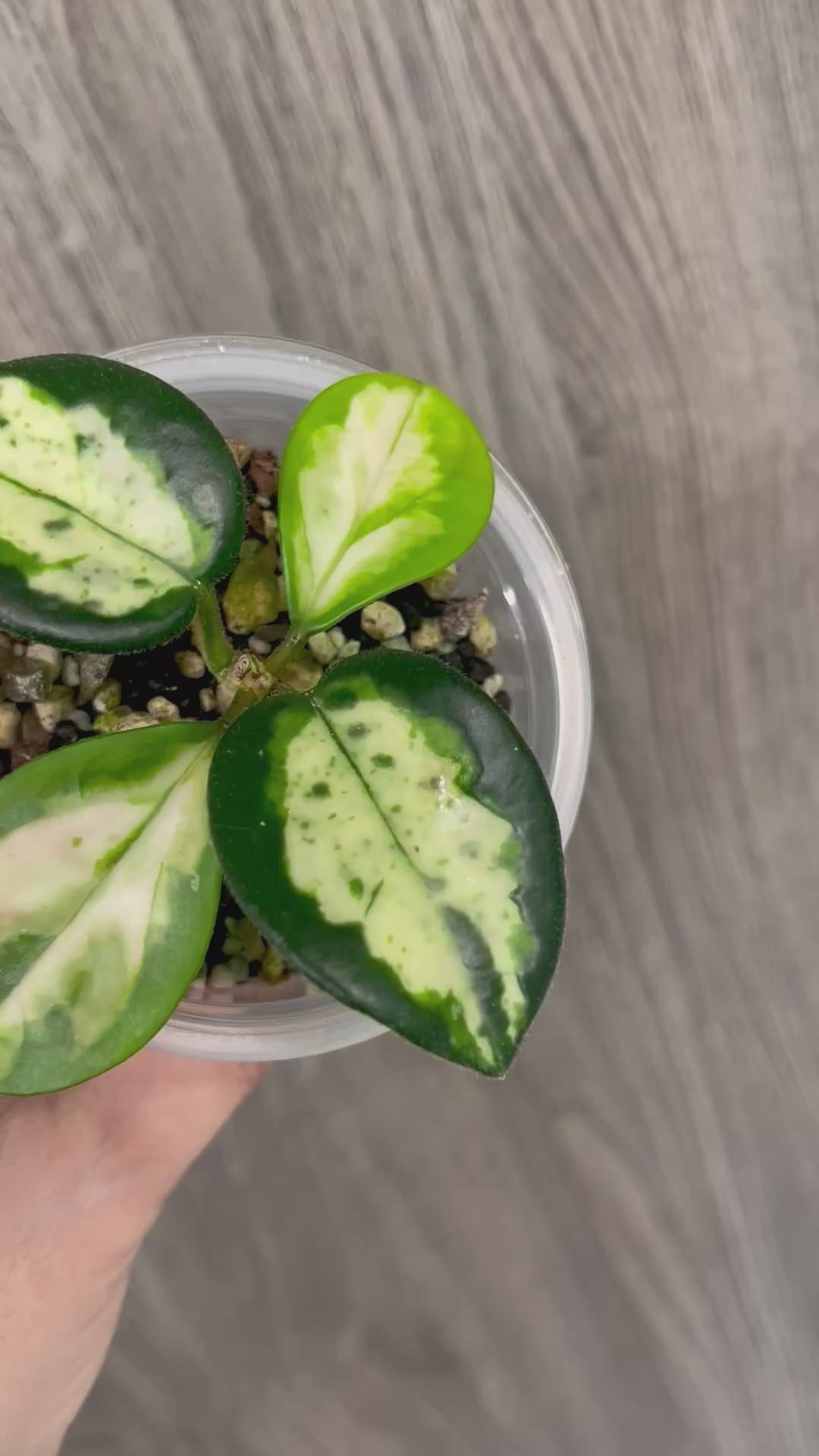 Hoya Madara Green Edge