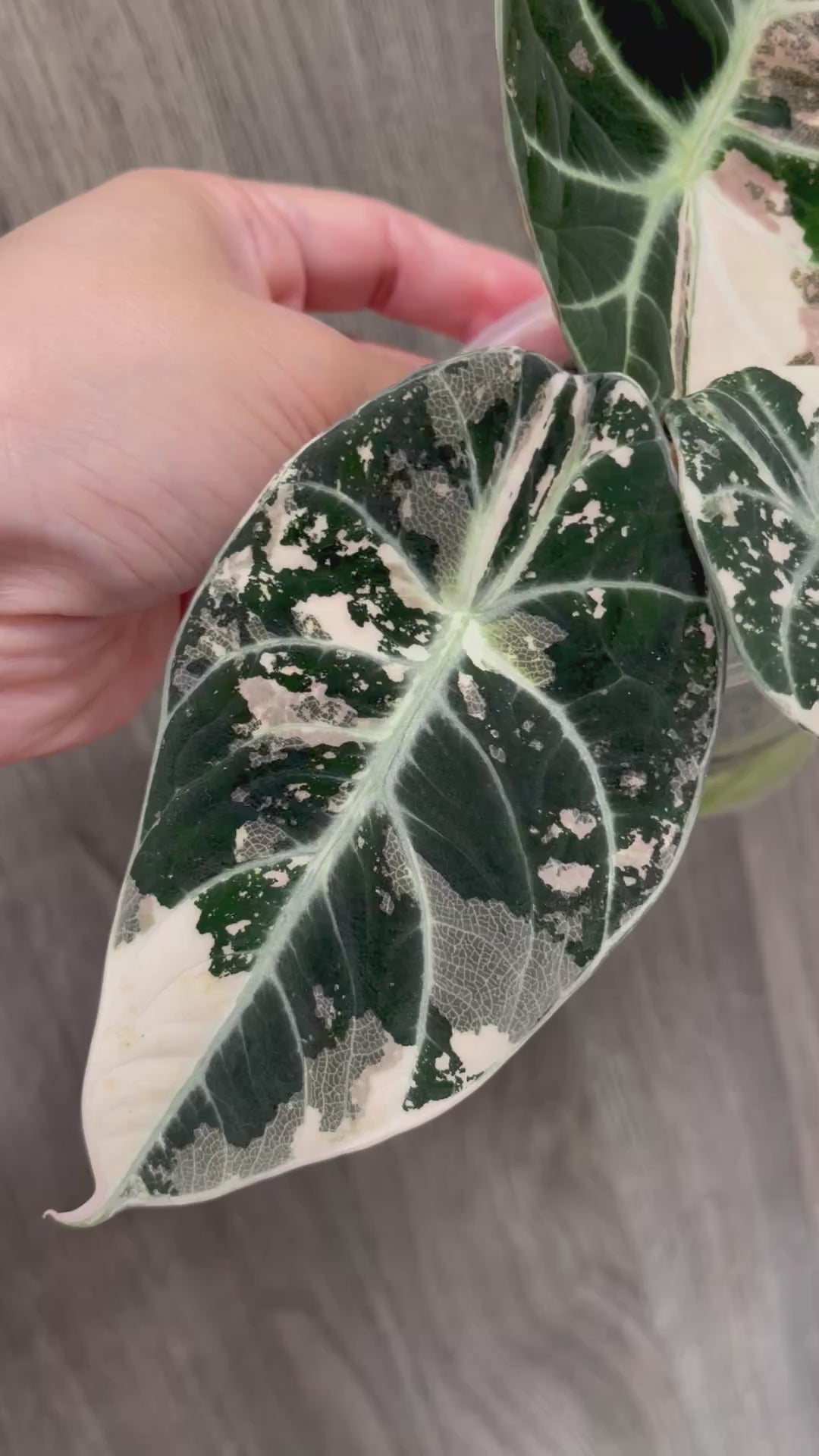 Alocasia Black Velvet Albo A