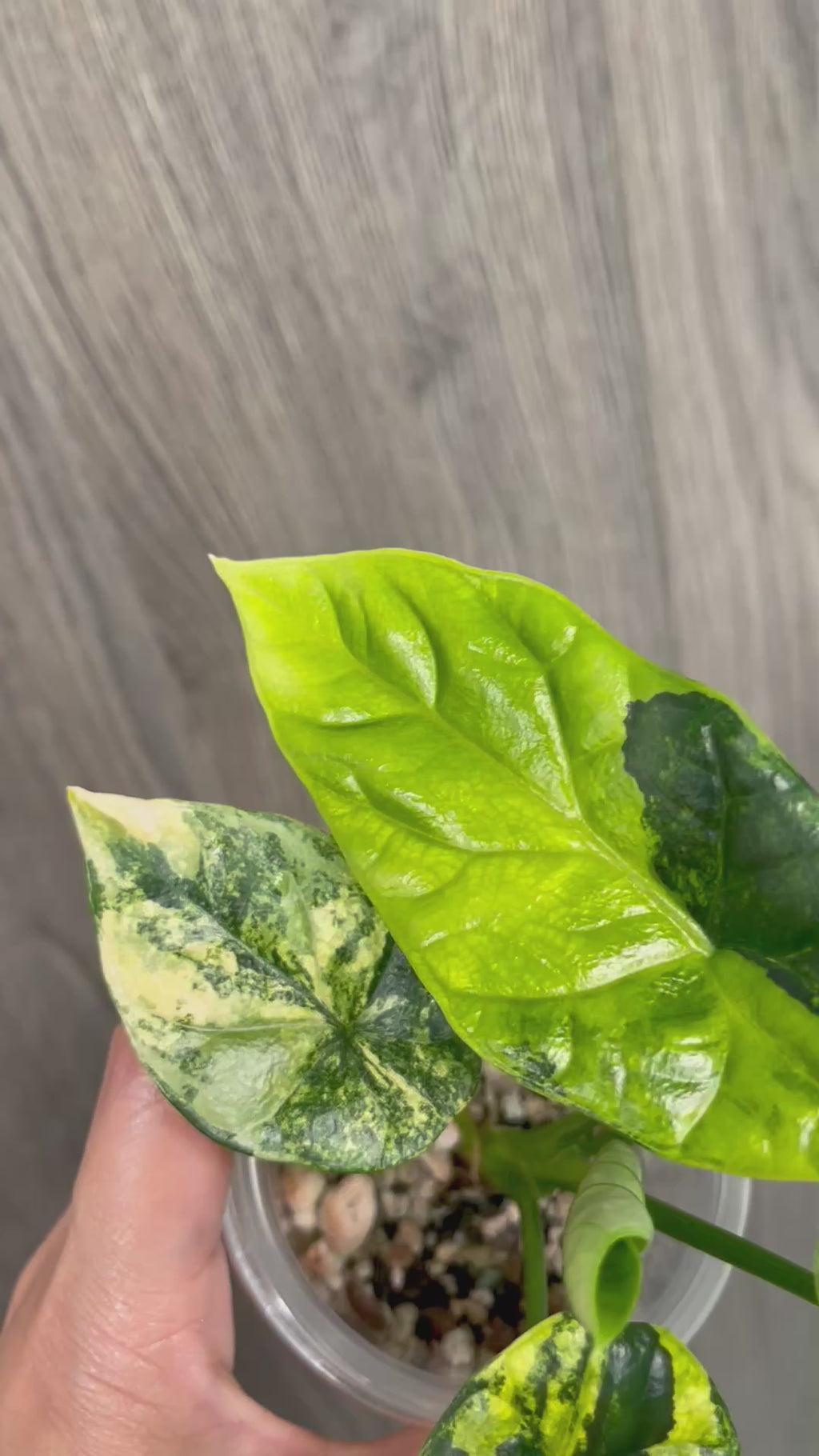 Alocasia Sinuata Aurea A