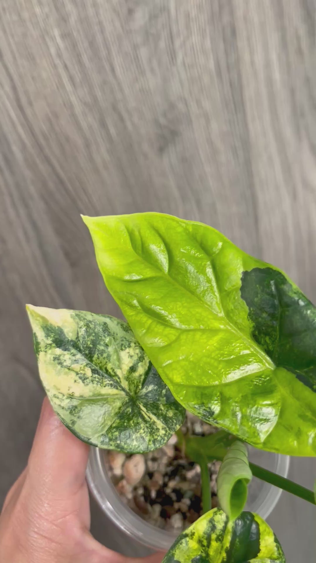 Alocasia Sinuata Aurea A