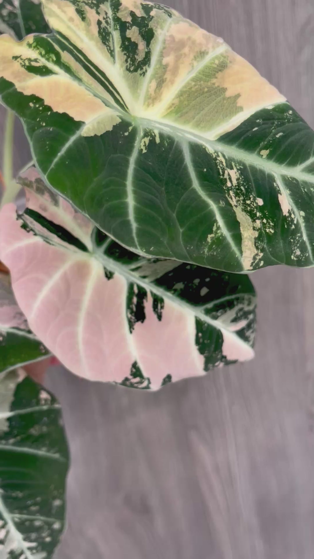 Alocasia Black Velvet Pink