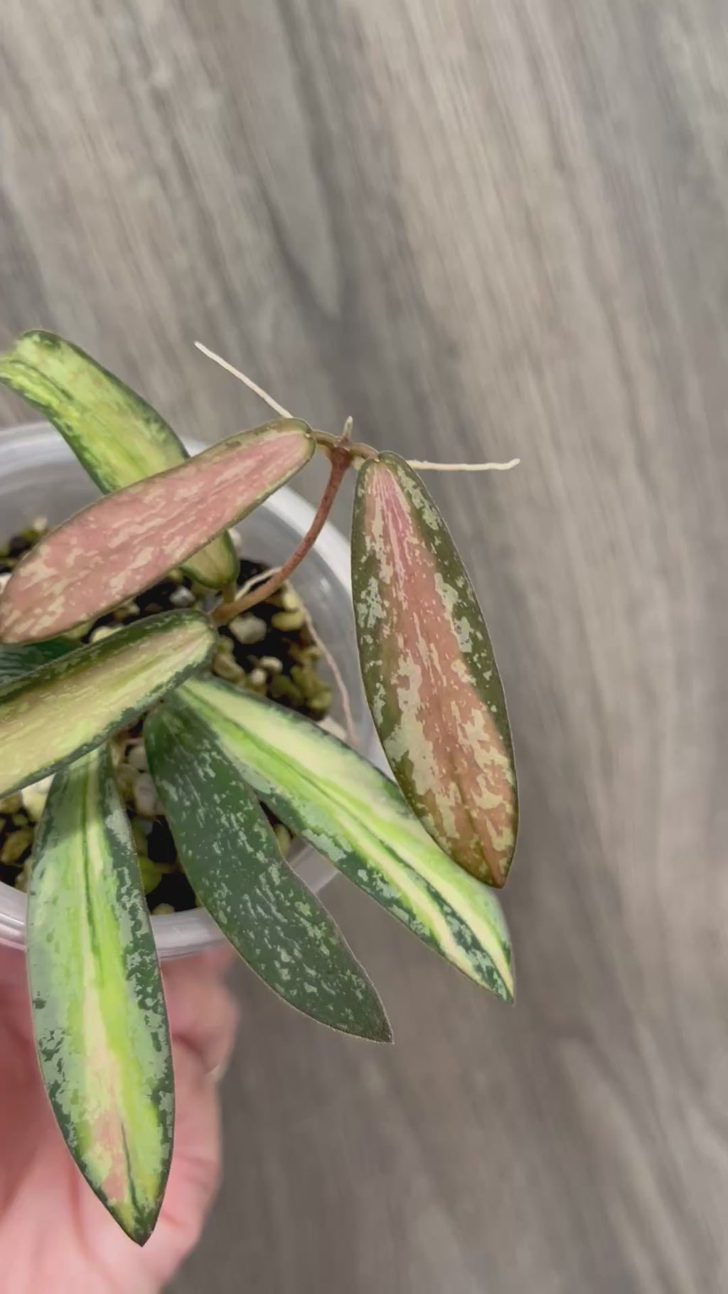 Hoya Sigillatis Inner Variegated