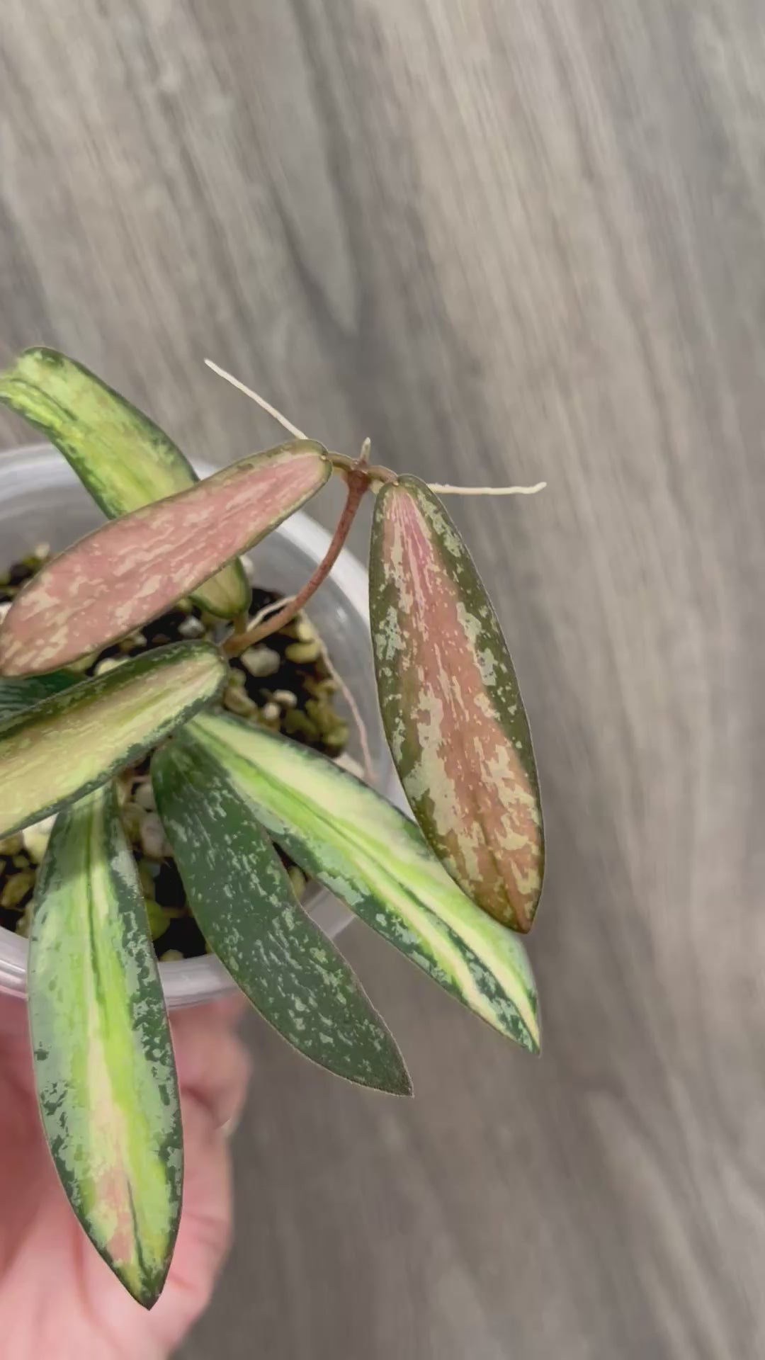 Hoya Sigillatis Inner Variegated