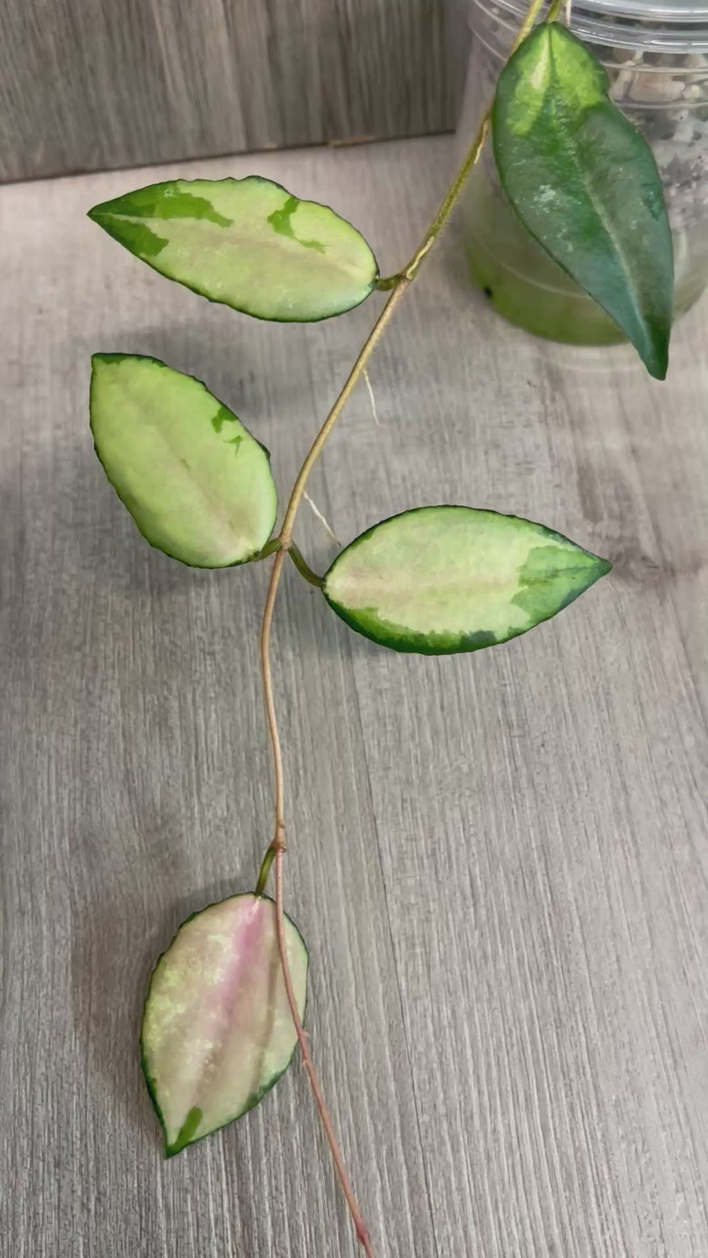 Hoya Caudata Variegated B