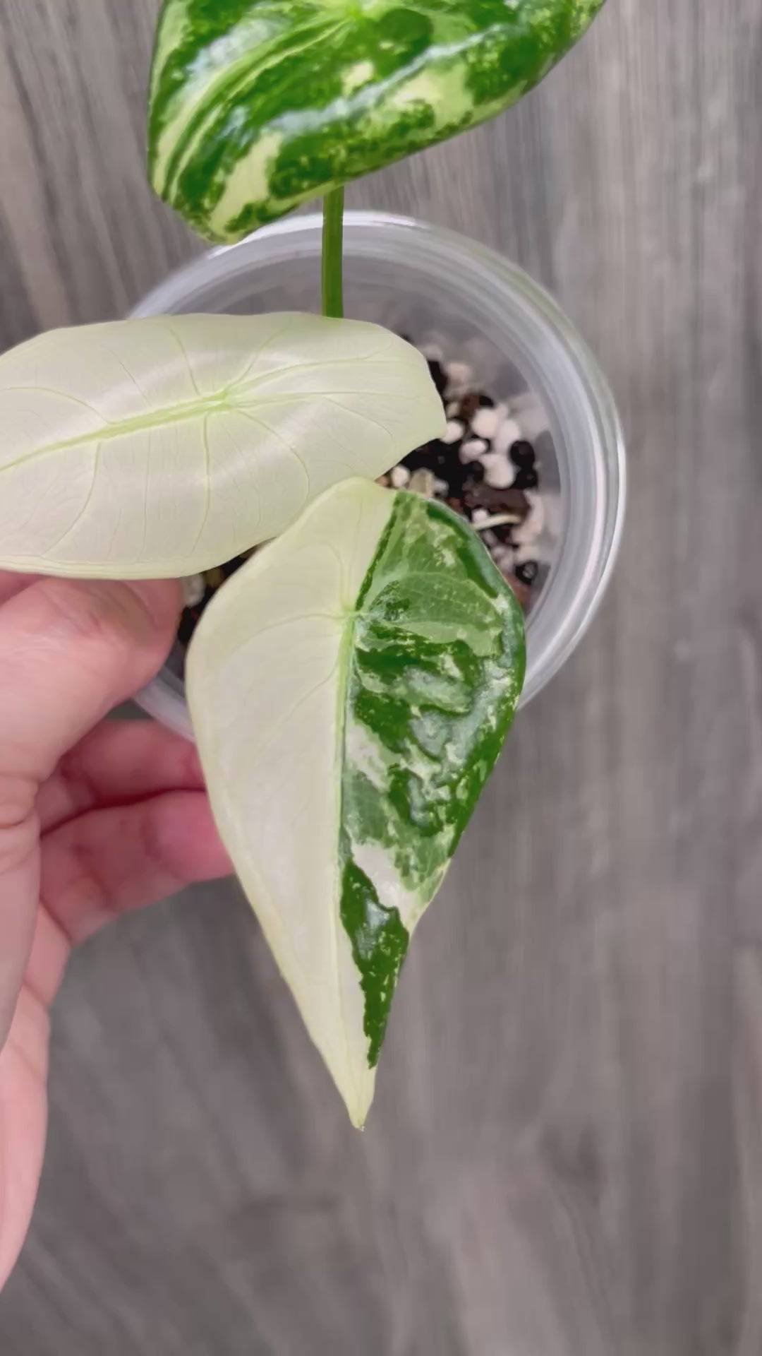 Alocasia Longiloba Pink Back Albo