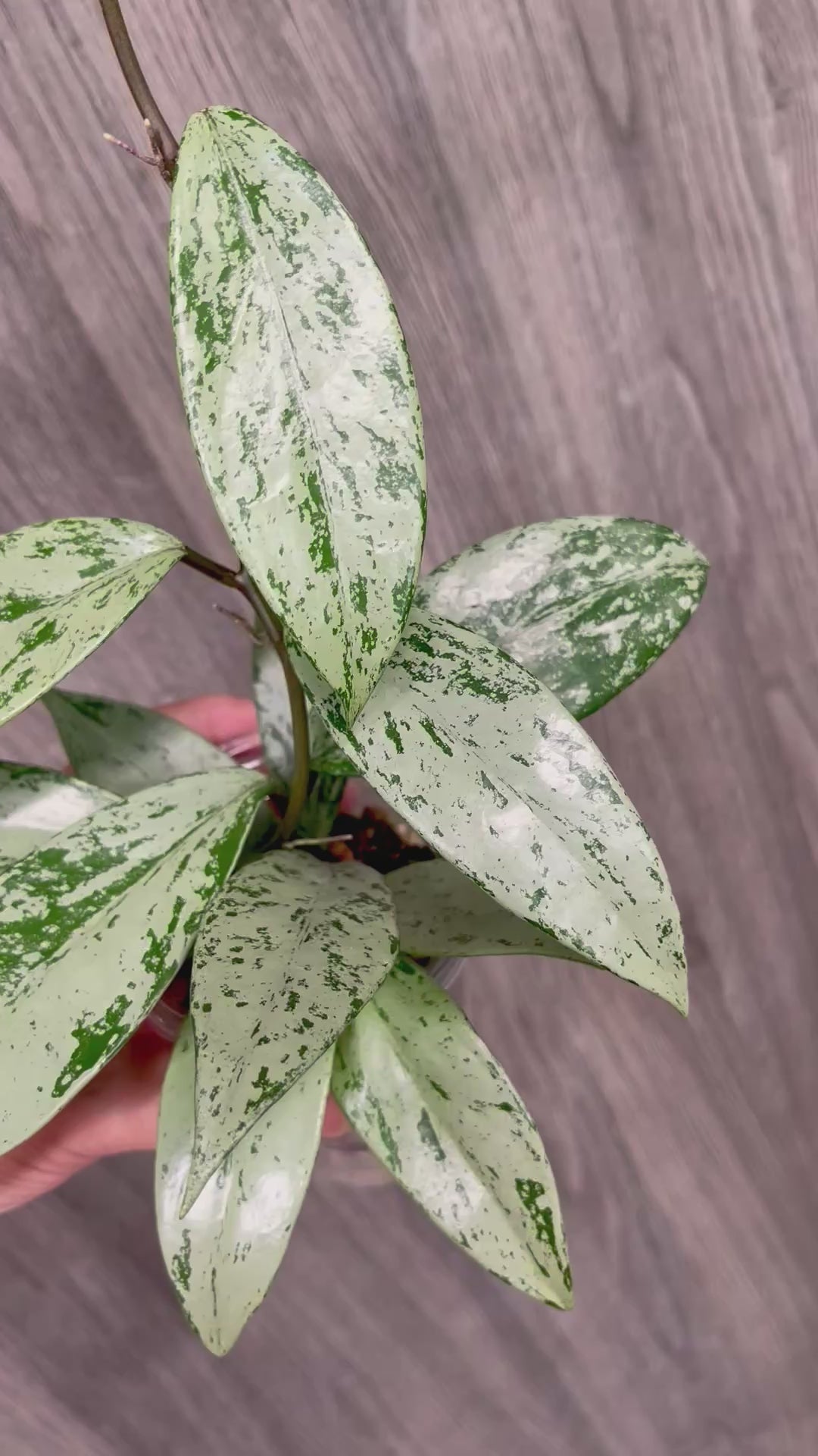 Hoya Pubicalyx Pink Silver Ghost A