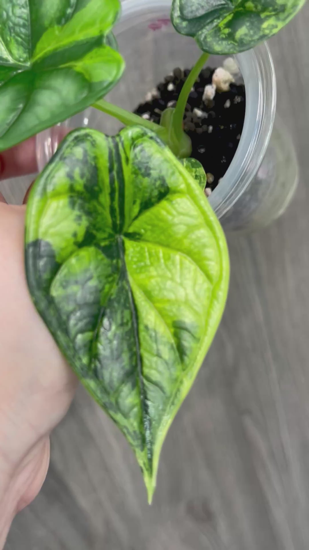 Alocasia Dragon Scale Aurea