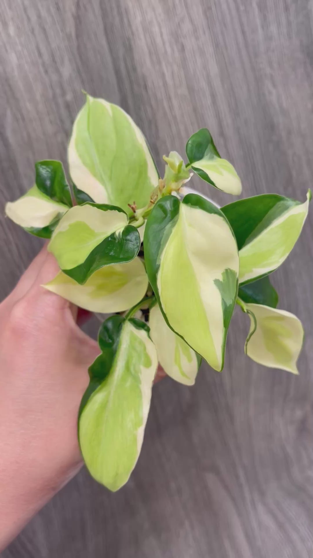 Philodendron Gabby A