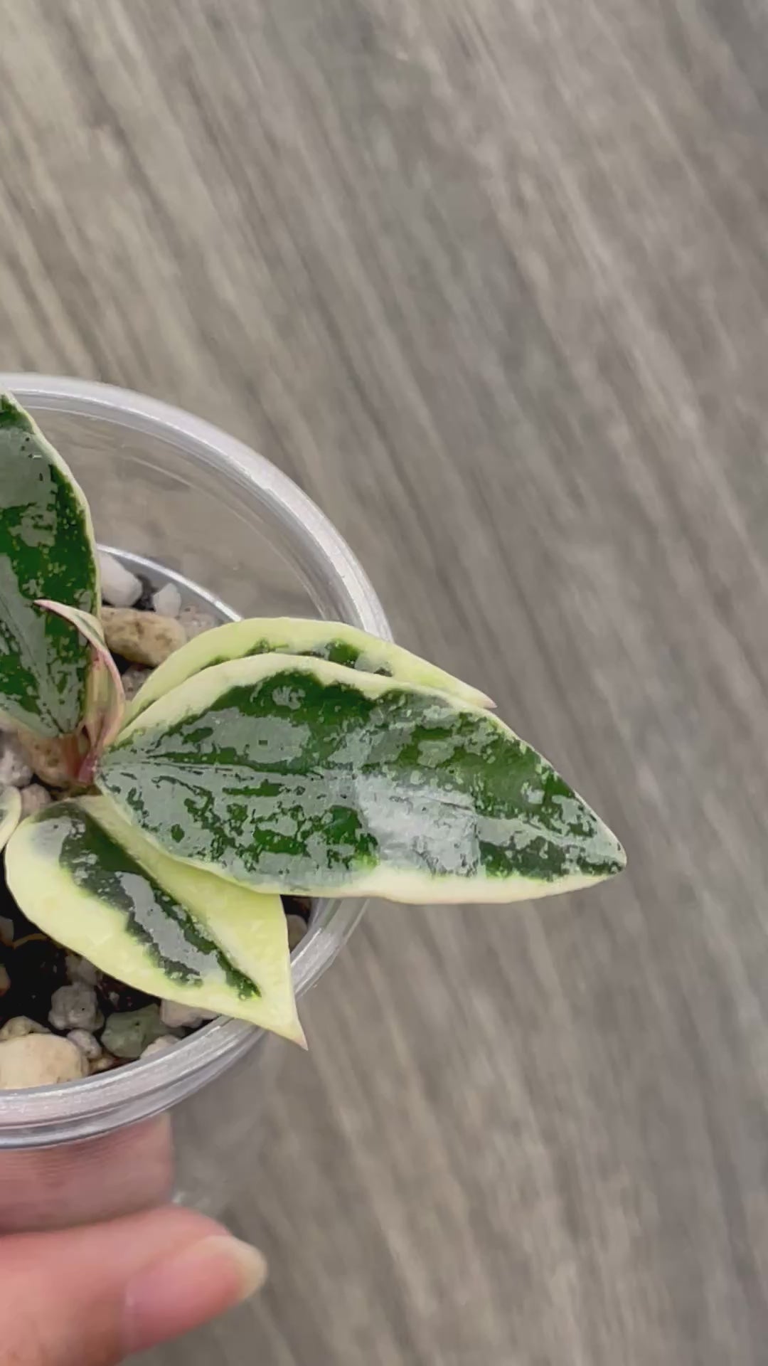 Hoya Lacunosa Lumina