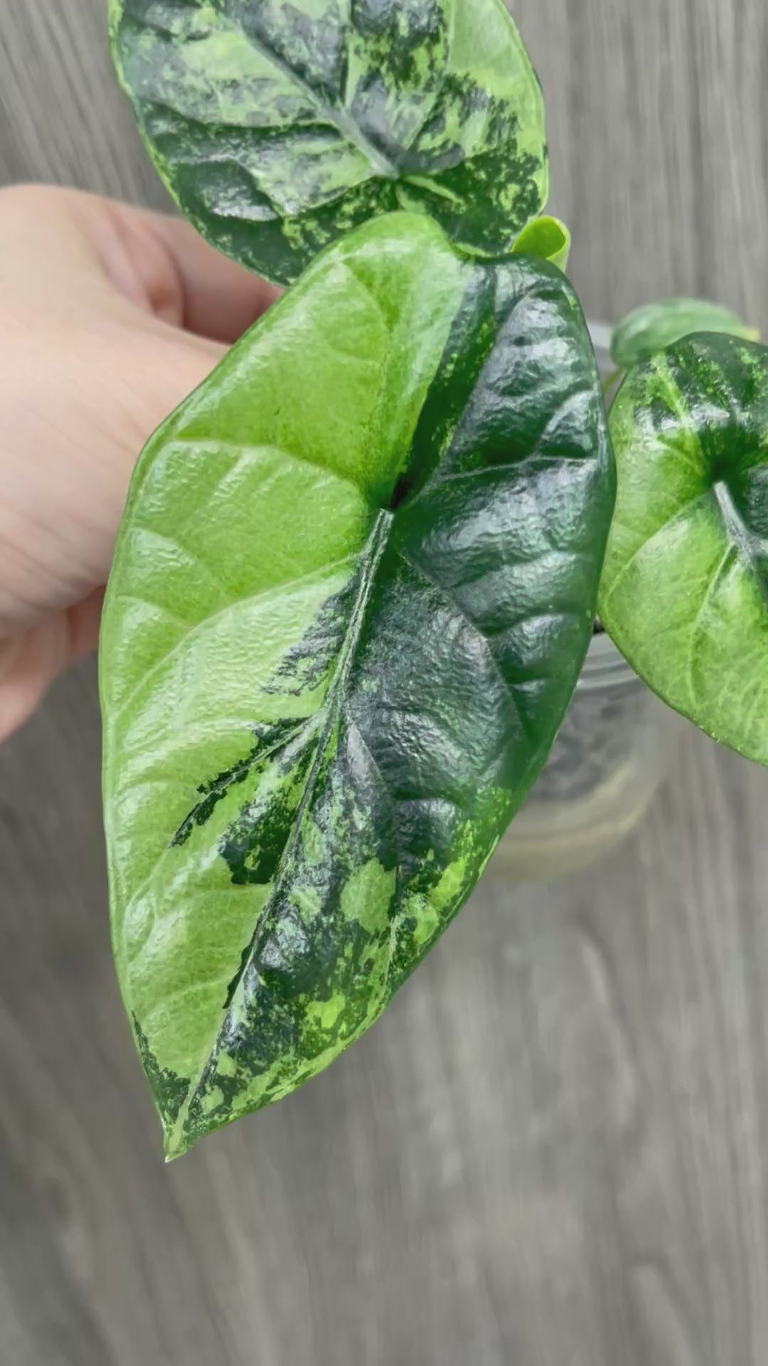 Alocasia Sinuata Albo Mint